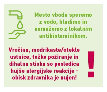 Mesto vboda speremo z vodo, hladimo in namažemo z lokalnim antihistaminikom. Vročina, modrikaste/otekle ustnice, težko požiranje in dihalna stiska so posledica hujše alergijske reakcije - obisk zdravnika je nujen!