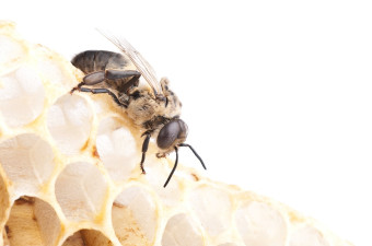 Propolis Propolis